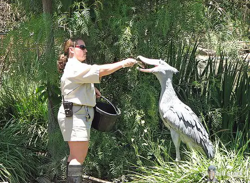 Shoebill Stork Height