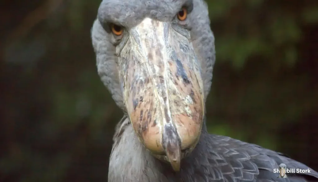 Shoebill Stork Scary