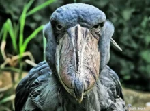 Shoebill Stork Scary