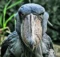 Shoebill Stork Scary