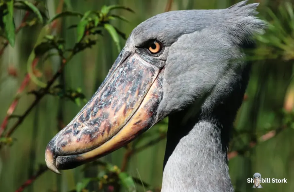 Shoebill Stork Scary