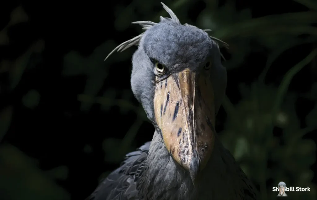 Shoebill Stork Scary