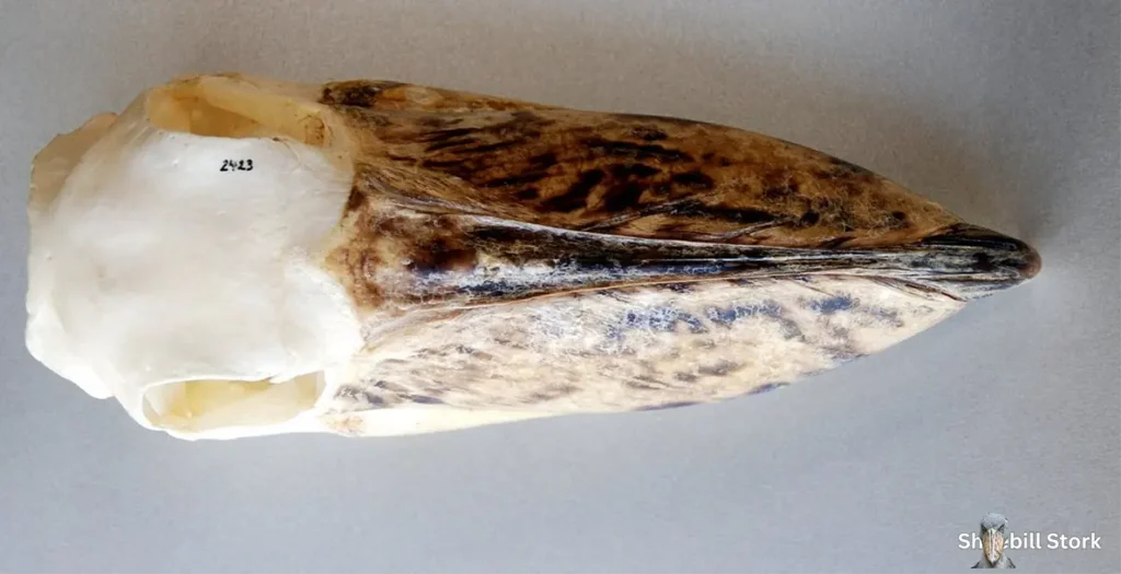 Shoebill Stork Skull