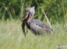 Shoebill Stork location