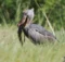 Shoebill Stork location