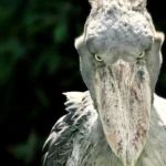 can a shoebill stork kill you