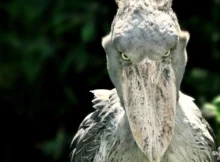 can a shoebill stork kill you