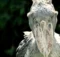 can a shoebill stork kill you