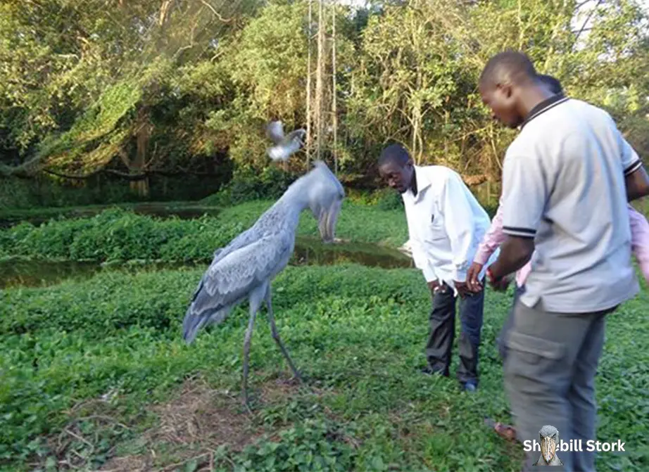 can a shoebill stork kill you