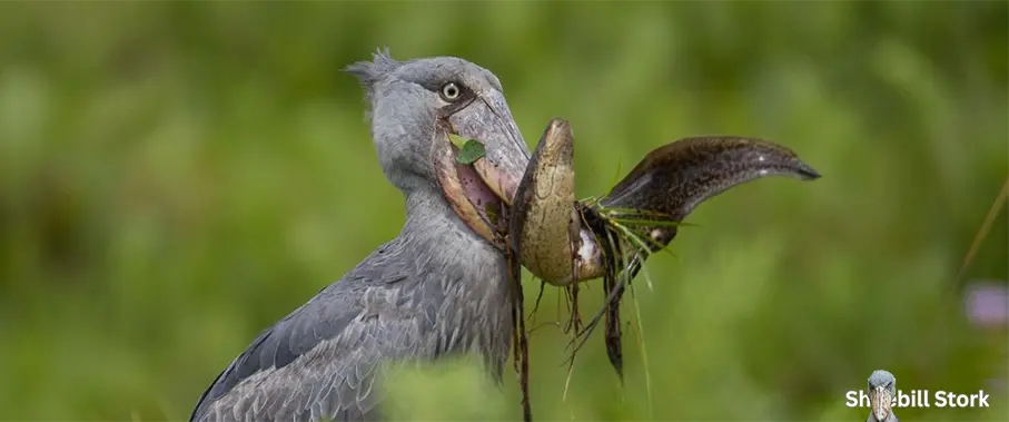 can a shoebill stork kill you