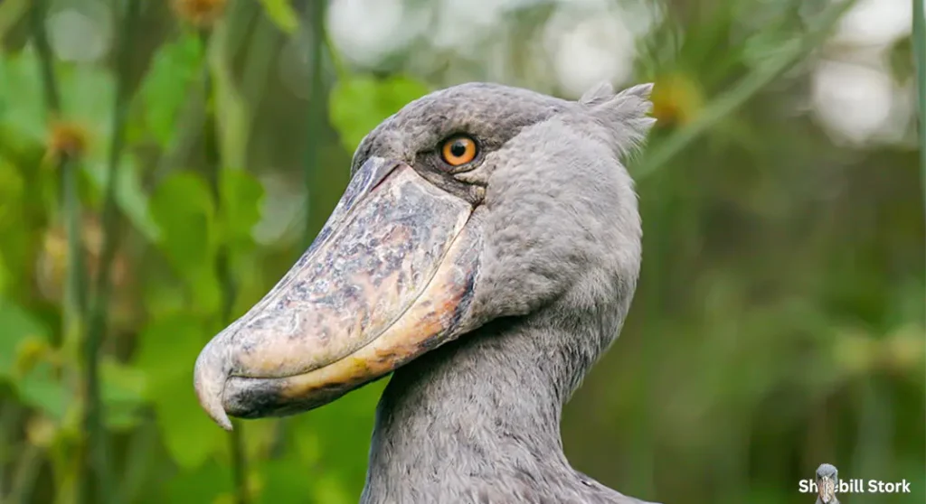 can a shoebill stork kill you