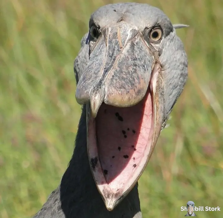 Shoebill Stork Endangered