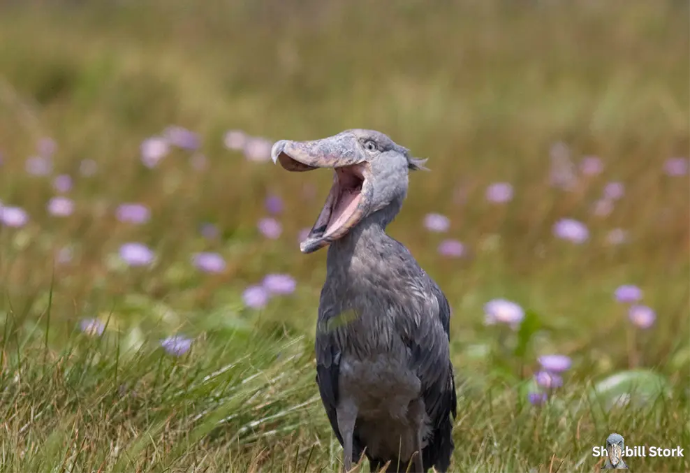 Shoebill Stork Endangered