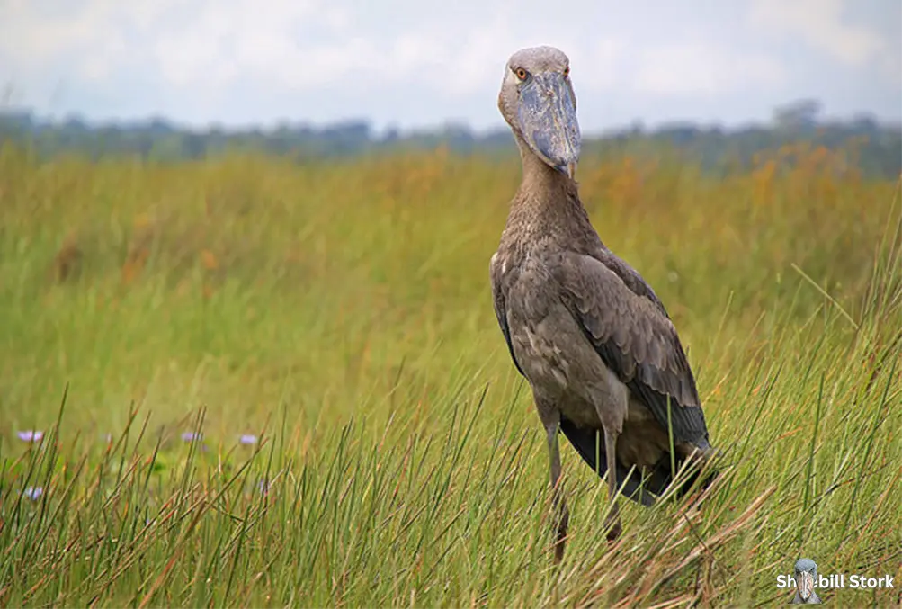 Shoebill Stork Endangered