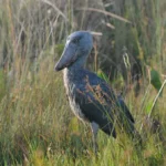 Shoebill Stork Endangered