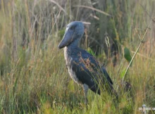 Shoebill Stork Endangered