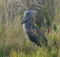 Shoebill Stork Endangered