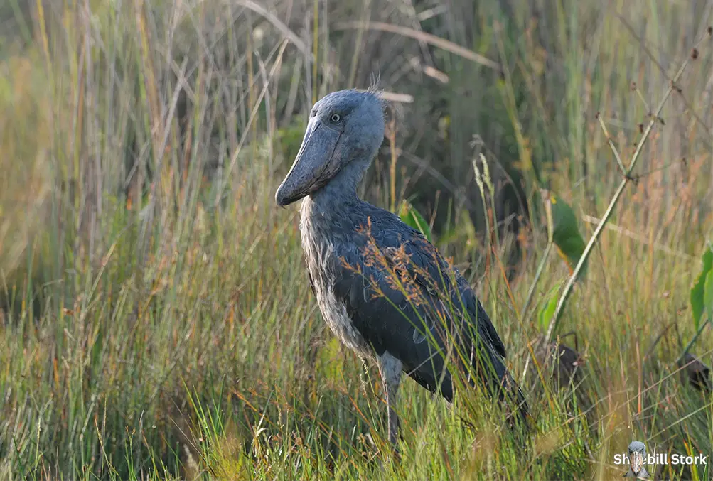 Shoebill Stork Endangered