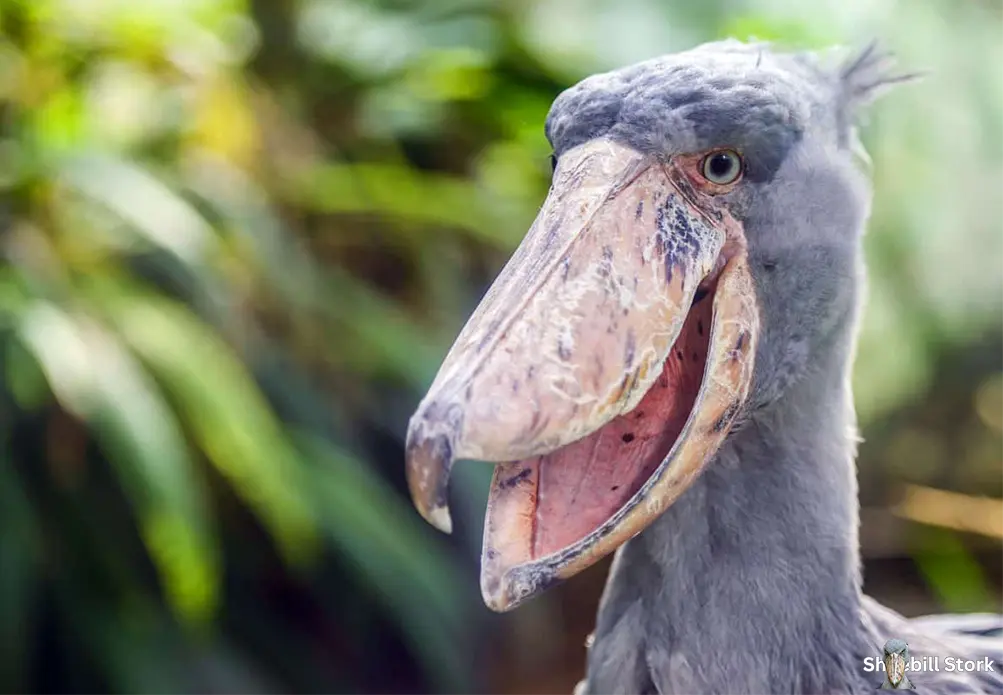 Shoebill Stork Endangered