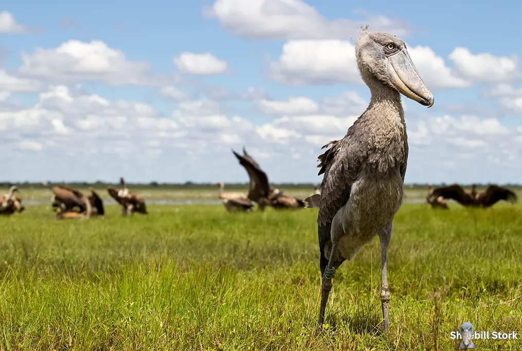 Shoebill Stork Endangered