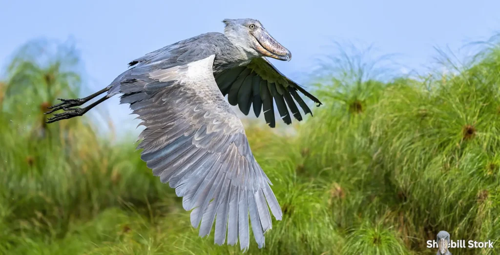 shoebill stork wingspan