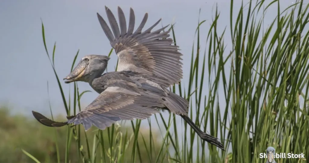 shoebill stork wingspan