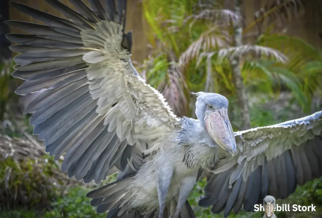 shoebill stork wingspan