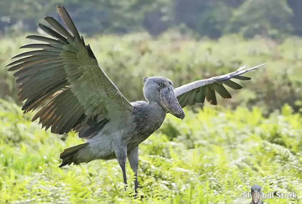 shoebill stork wingspan