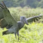 shoebill stork wingspan