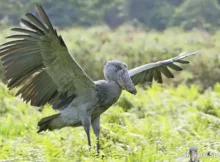 shoebill stork wingspan