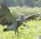 shoebill stork wingspan