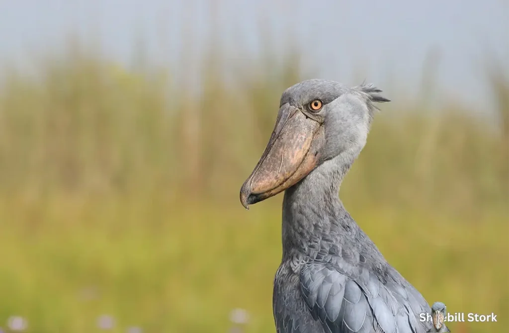 Shoebill Stork Dinosaur