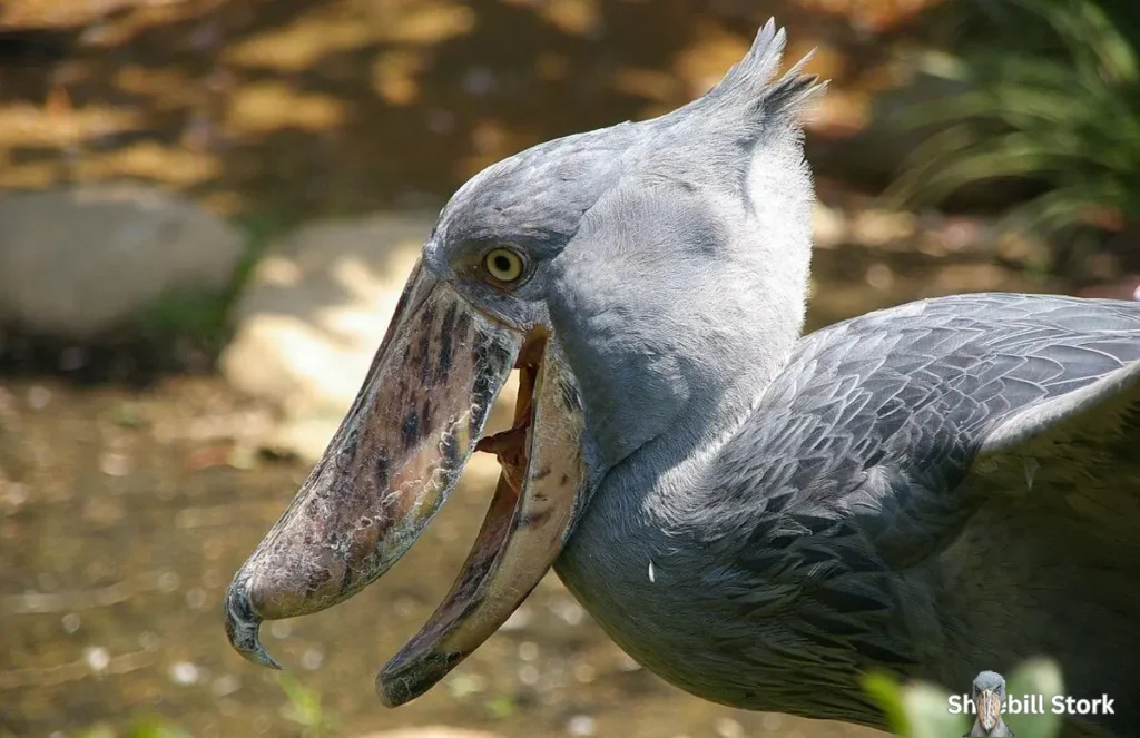 Shoebill Stork Dinosaur