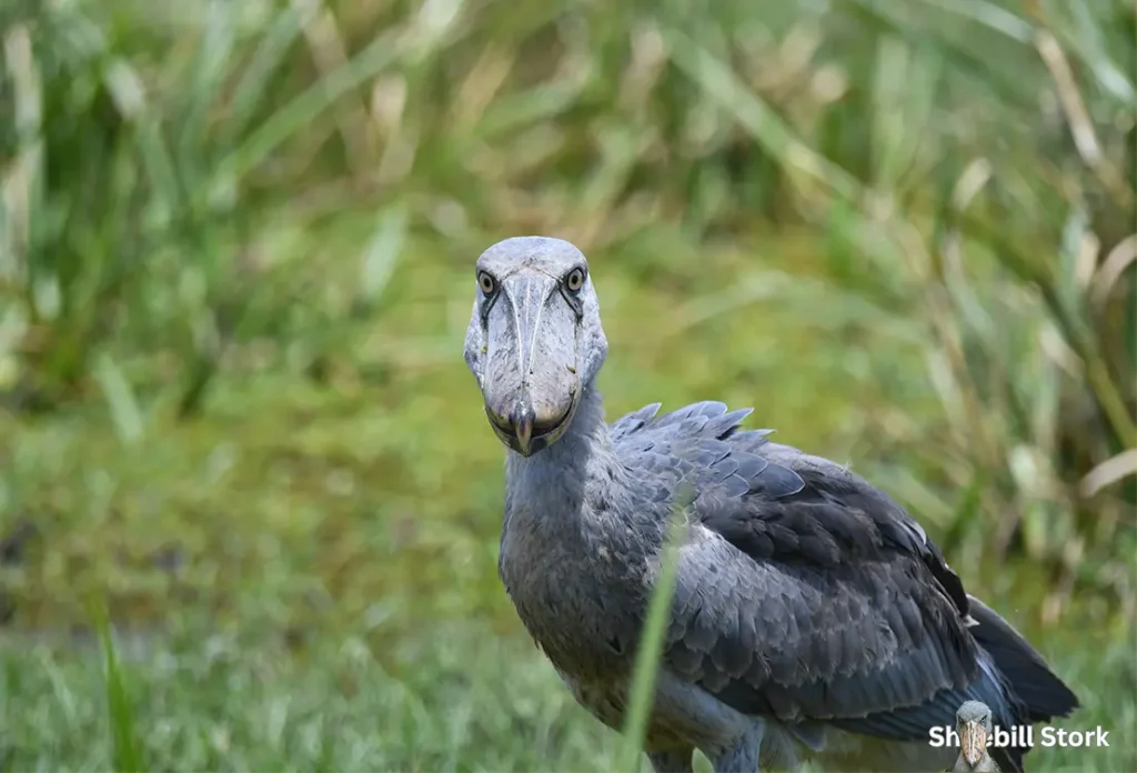 Shoebill Stork Dinosaur