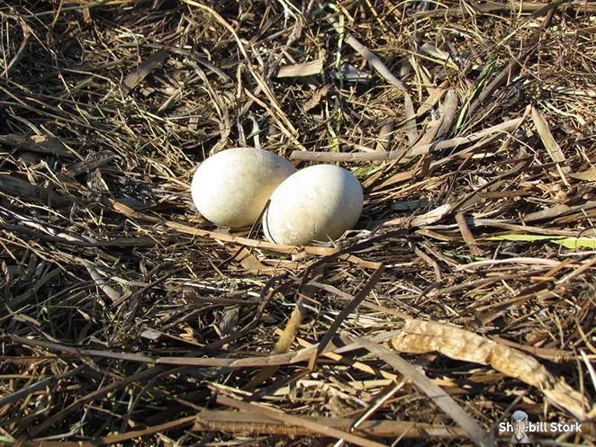 Shoebill Stork Egg