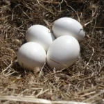 Shoebill Stork Egg