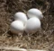 Shoebill Stork Egg