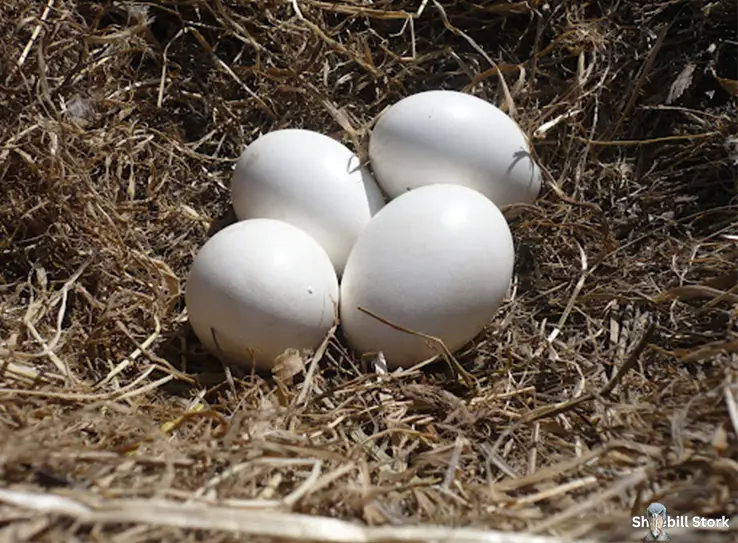 Shoebill Stork Egg