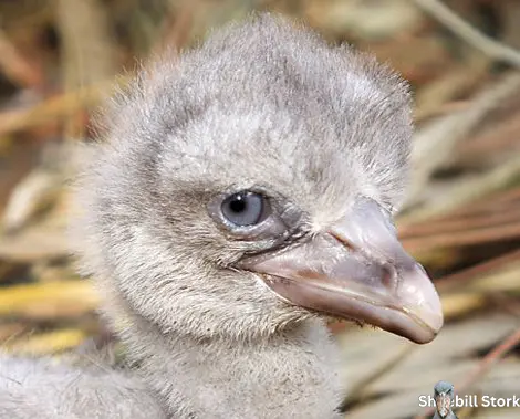 Shoebill Stork Egg